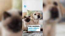 Estas vacaciones, ¿quién cuidará a tu mascota?