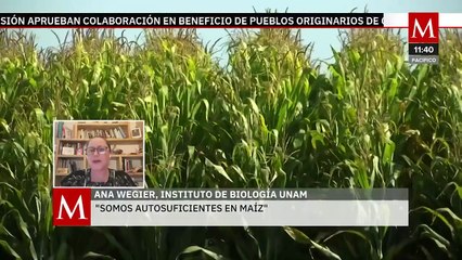 En México, el maíz transgénico se usa solo para consumo animal: Experta UNAM