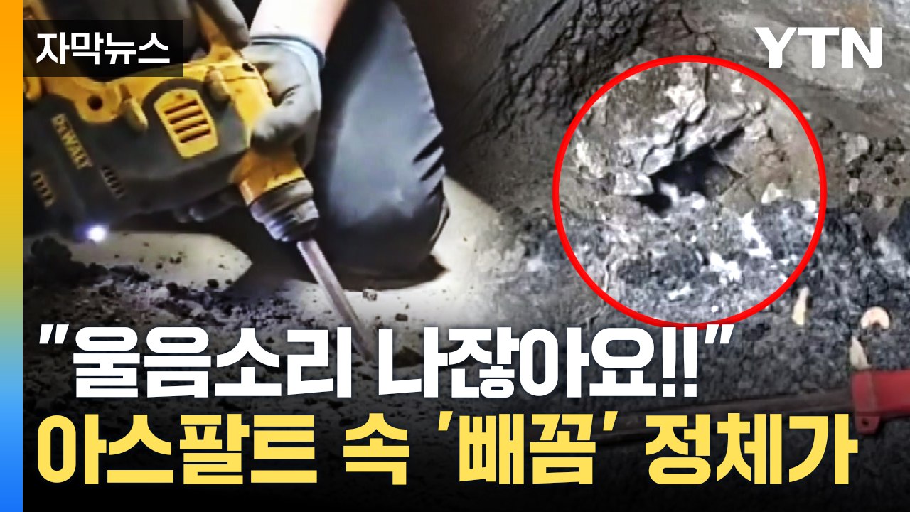 [자막뉴스] 단단히 굳은 아스팔트 틈으로...모습 드러낸 생명체 '세상에' / YTN