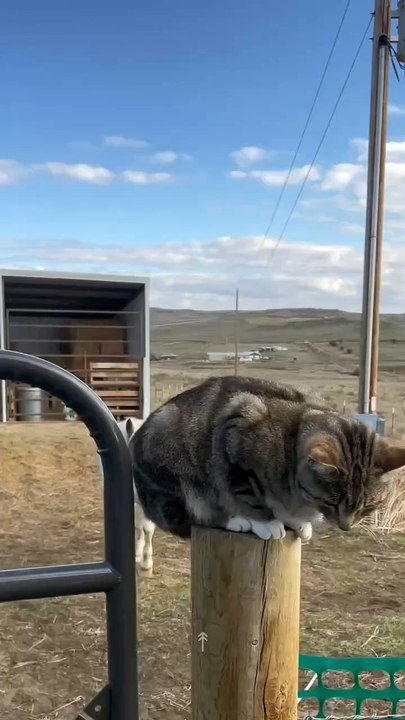 Hello cowmeow