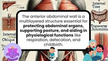 Layers of the Anterior Abdominal Wall | Anatomy Made Easy | Novice Medic