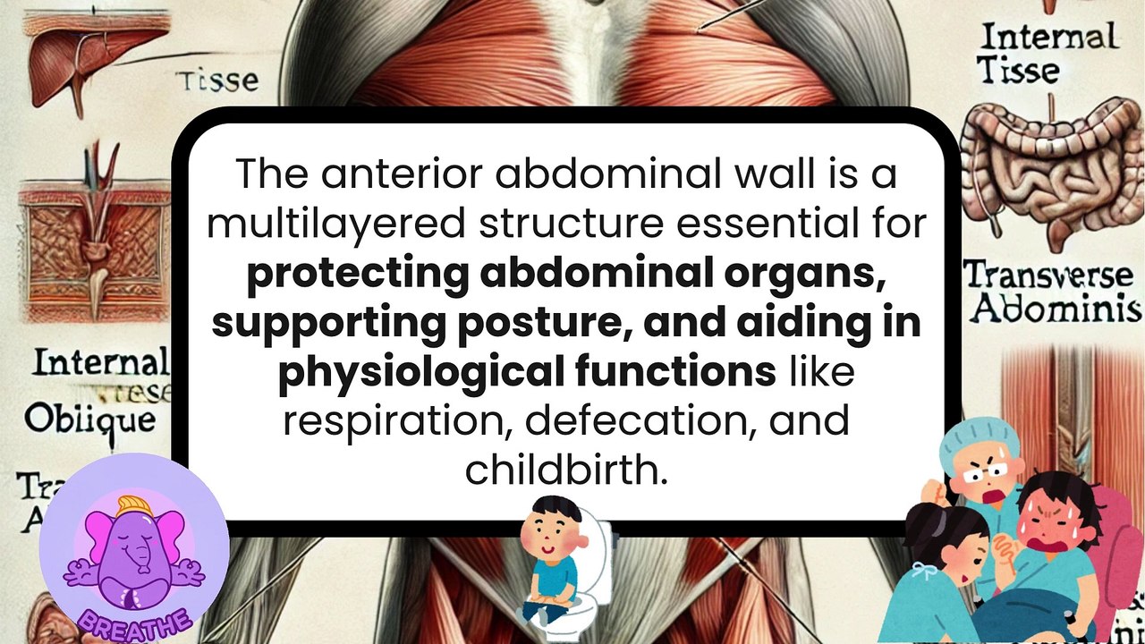 Layers of the Anterior Abdominal Wall | Anatomy Made Easy | Novice Medic