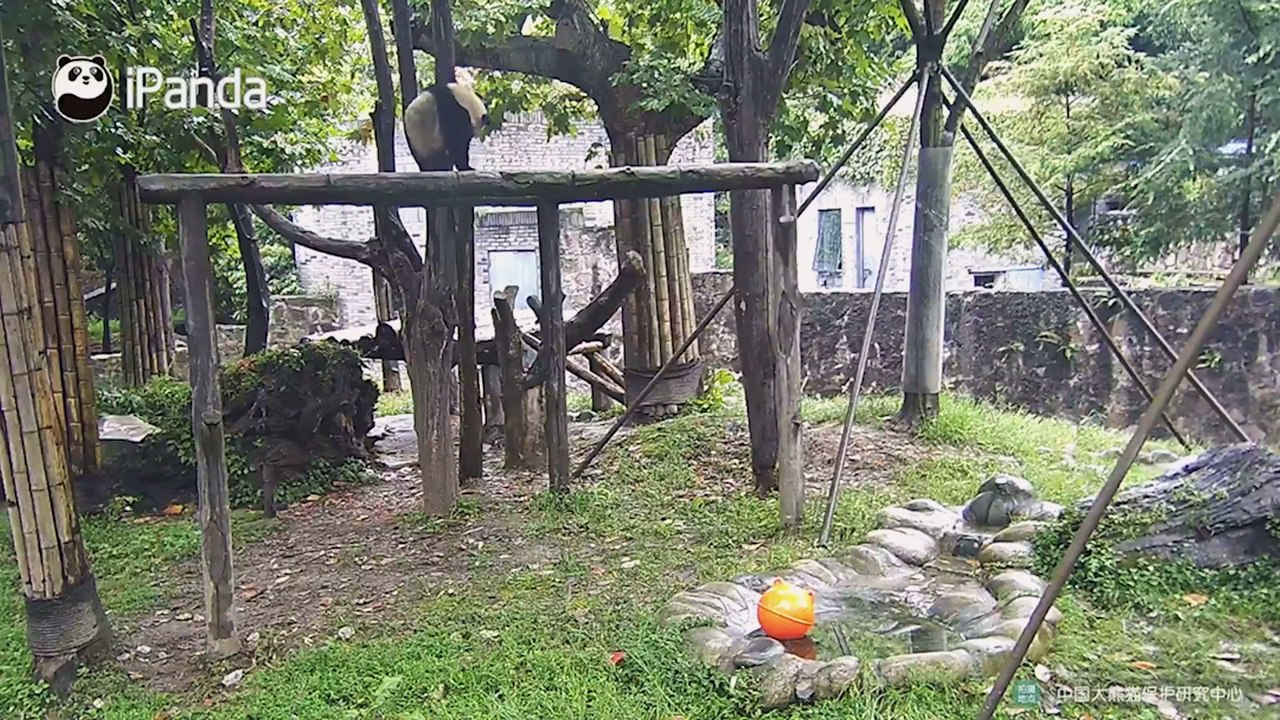#大熊猫水秀[超话]... - @ Arctic zcx's weibo - weibo