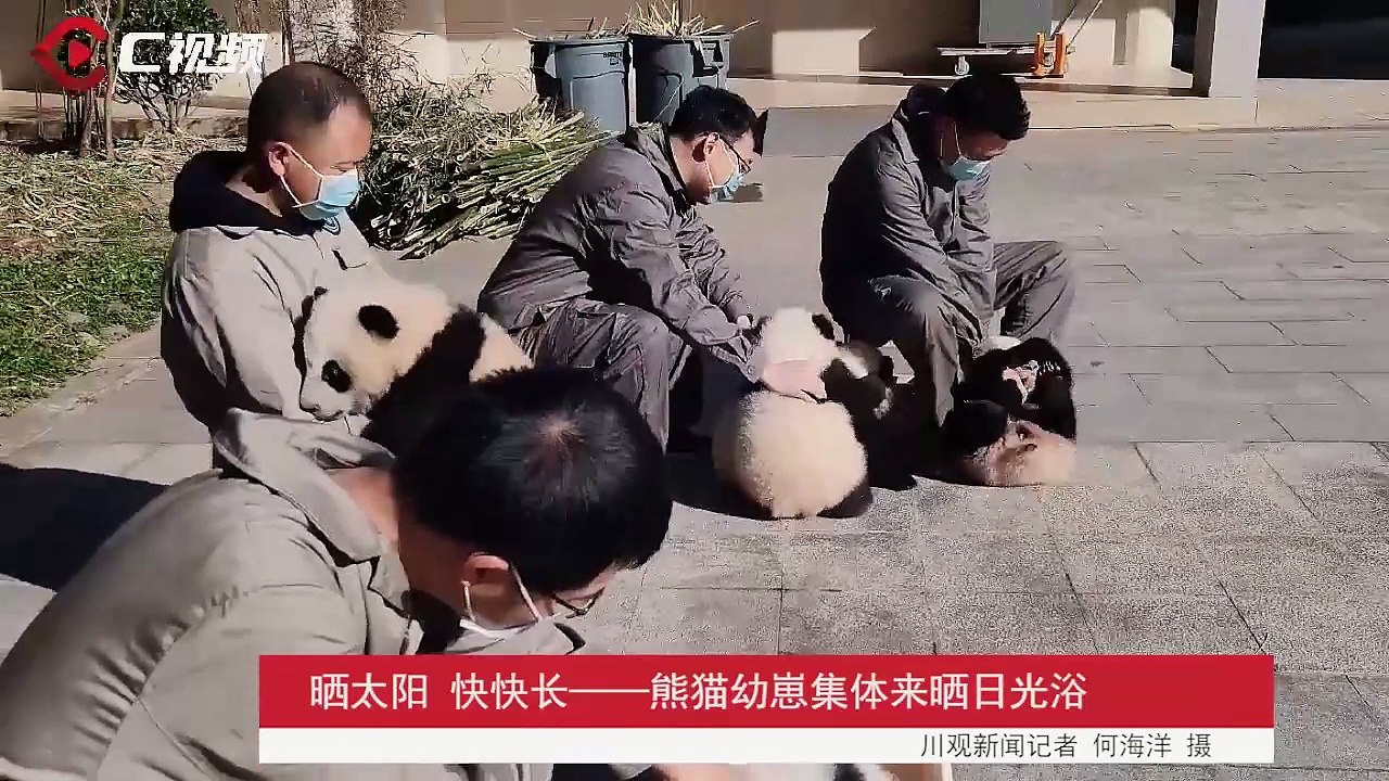 Video_Phơi nắng, phát triển nhanh - gấu trúc con đến tắm nắng tập thể - Chuanguan News