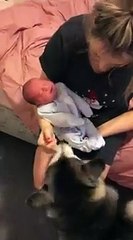 Husky & Baby Becoming Best Friends! #shorts