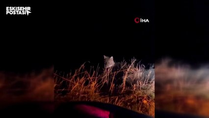 Eskişehir'de çakal şaşkınlığı: Aracın etrafında dakikalarca dolaştı