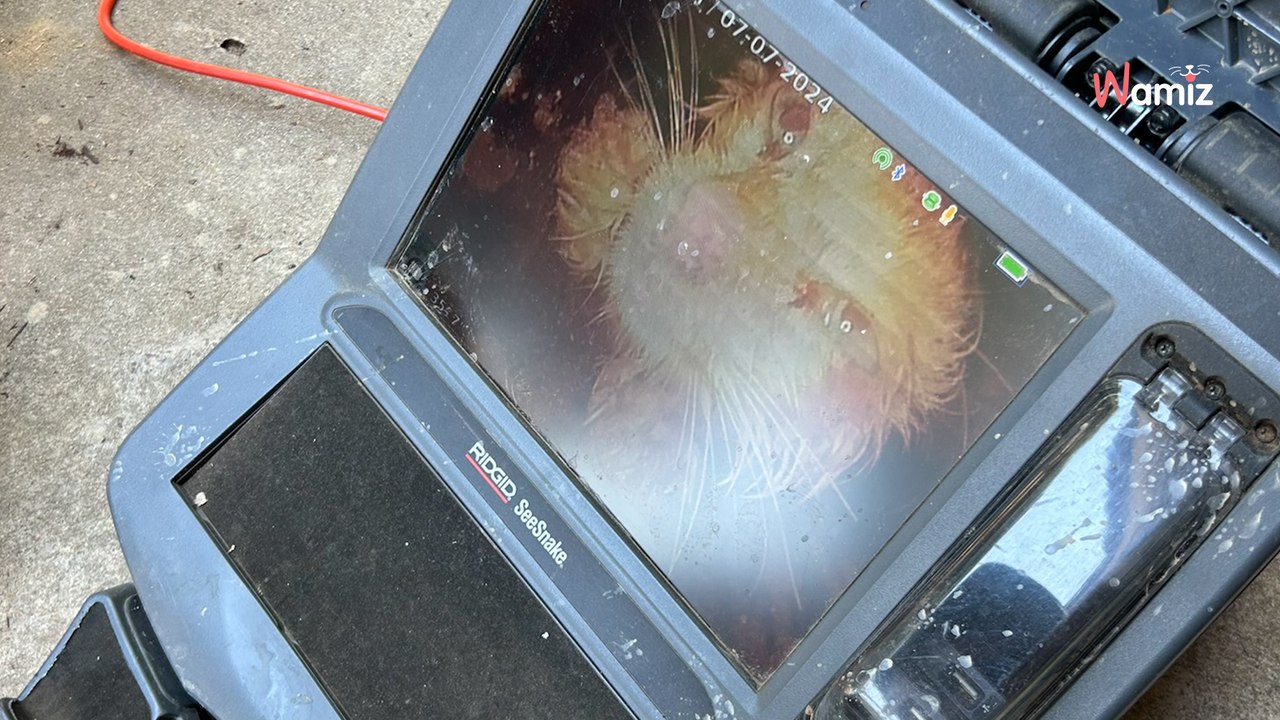 Un chaton hurle depuis deux jours dans un tuyau d'évacuation : son sauvetage s'annonce difficile