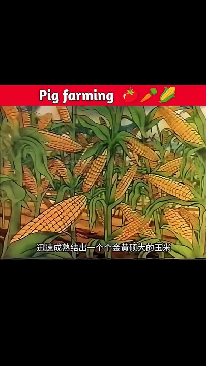 Pig farming  🍅🥕🌽