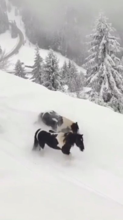 TERRAIN DE JEU pour ces chevaux roumains