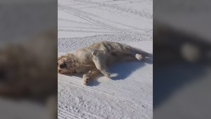 Un Golden Retriever se lanza por una pista de esqui y su cara de satisfacción lo dice todo: "Su sonrisa es contagiosa"
