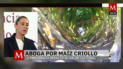 Presidenta Sheinbaum impulsa prohibición del maíz transgénico desde la Constitución