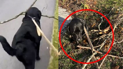Un labrador sale de paseo, regresa a casa con un objeto enorme y lo coloca en su sala de trofeos de la semana