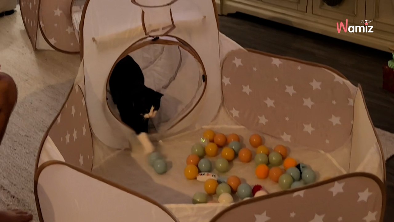 1,4 Millionen Menschen finden die Morgenroutine eines Neufundländers in der Küche zum Schreien komisch (Video).