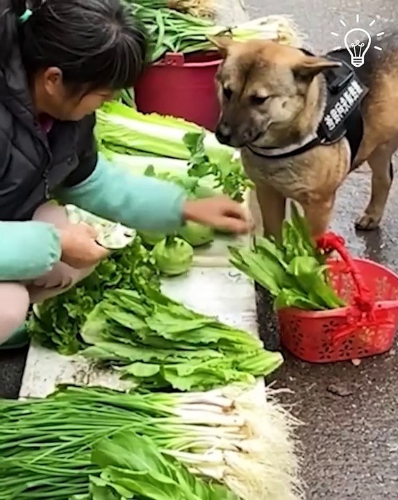 Incredible how this smart dog shops all by itself