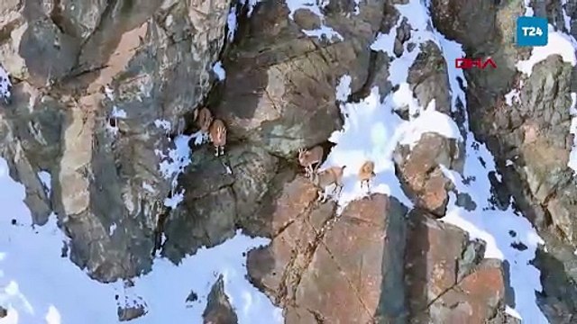 Koruma altındaki yaban keçileri, dronla görüntülendi