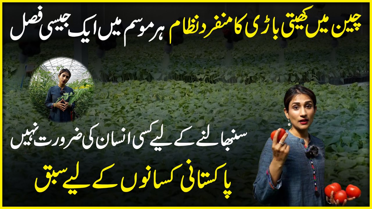 China mei kheti baari ka munfarid nizaam, har m...