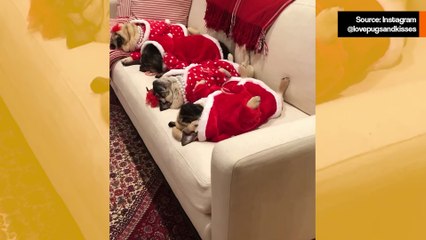 Suloinen video: Pienet mopsit nukahtavat ennen joulun juhlia