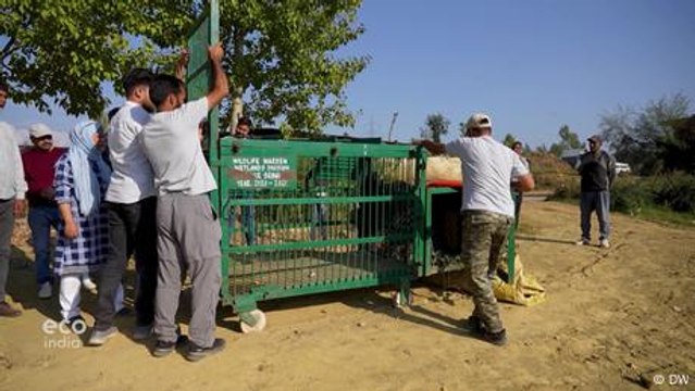 Kashmir: Living with leopards