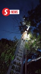 Man rescued from durian tree after climbing to retrieve drone
