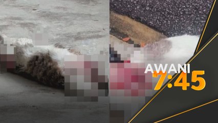 Kertas siasatan dibuka kematian kucing di Universiti Malaya