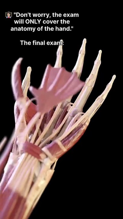 hand muscles