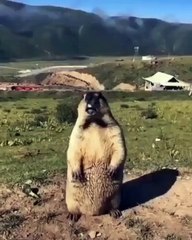 🐾 Welcome to the Ultimate Cat Adventure! 🐱🌟 Discover the mesmerizing wor