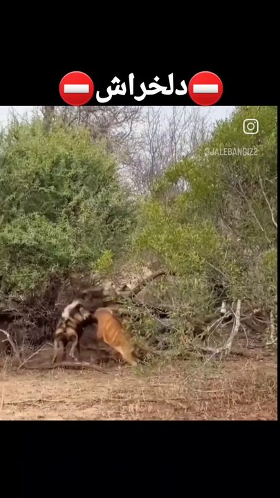 Animal attack 😭😭😭 very sad 😭