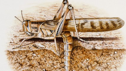 Las langostas del desierto devastan cultivos en Libia