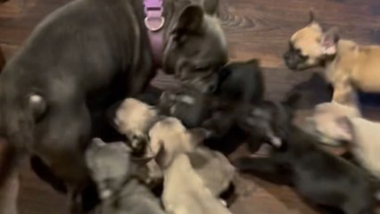 Frenchie puppies refuse to give their mommy a single moment alone