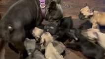 Frenchie puppies refuse to give their mommy a single moment alone