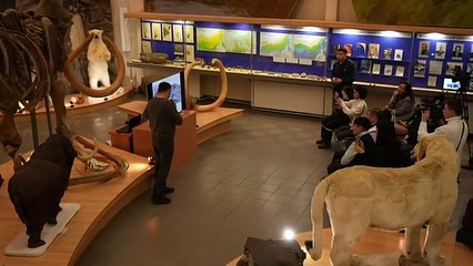 restos de mamut en perfecto estado con 50.000 años de antigüedad