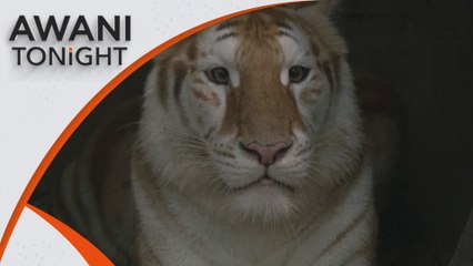 AWANI Tonight: Rare golden tiger draw crowds at Thai zoo