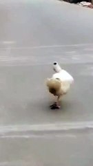 funny duck walking  😄 _socute _duck _funnyduck _shorts _viral(720P_HD)