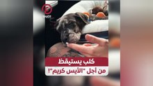 كلب يستيقظ من أجل "الأيس كريم"!