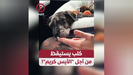 كلب يستيقظ من أجل "الأيس كريم"!
