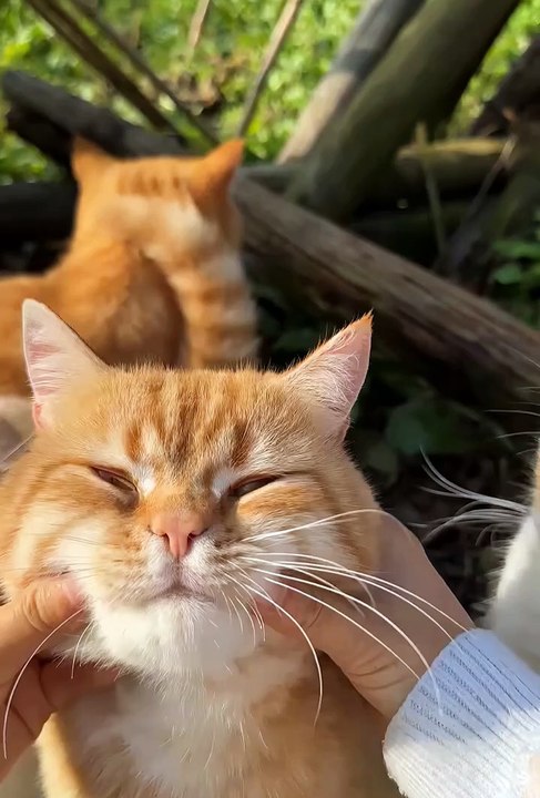 West cute animals 2024😂 #cutespets #cute #animals #shorts #cuteanimals