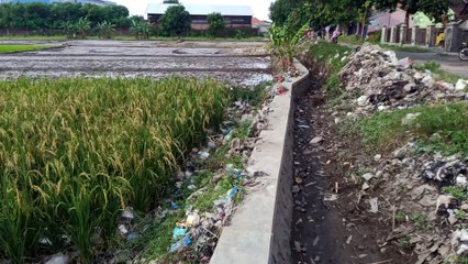 Sampah Masuk Sawah di Kampung Baru, Desa Penjalin Kidul