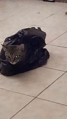 Cat In a Bag ( Cat Loves Black Bags Only)