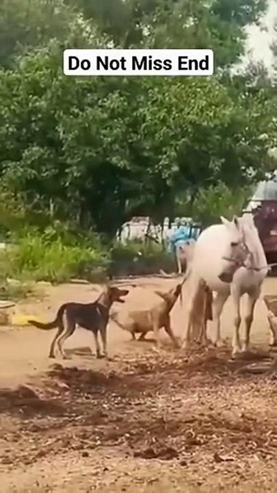 Ces chiens vont se méfier des chevaux pour un moment