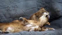 Lion Kiss His Pride|Lion Love Romance|Animal Love|National Geographic