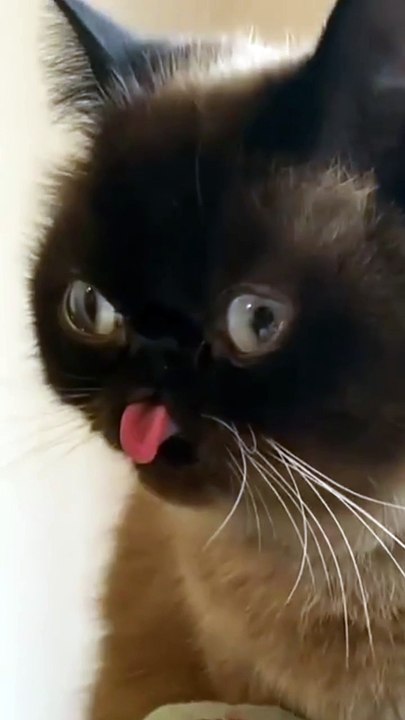 Funny Cats Compilation