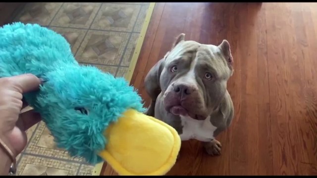 Best Pet Supplies Crinkle Dog Toy for Small, Medium, and Large Breeds, Cute No Stuffing Duck with Soft Squeaker, Fun for Indoor Puppies and Senior Pups, Plush No Mess Chew and Play - Yellow