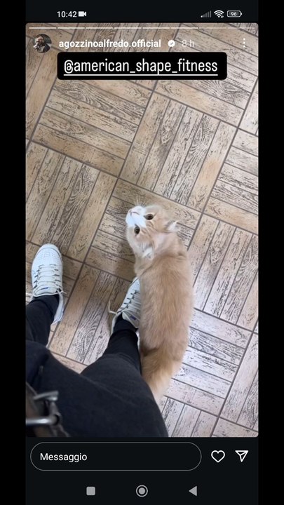 goldie vuole i biscotti