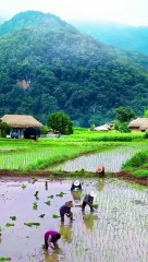 Pemandangan Alam Desa