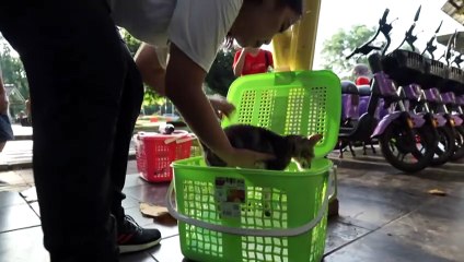 Controversial efforts to reduce the number of stray cats in Jakarta