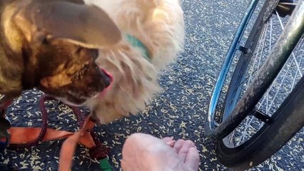 Kiko Villanova Paco; 3 different ladies came by us today. I was pleased how Paco did considering  VID_20241223_164507936