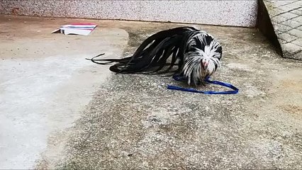 Aseel Killer What A Nice Bread