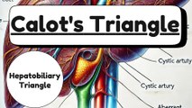 Hepatobiliary Triangle (Calot's Triangle) - Anatomy, Boundaries, and Clinical Significance | Novice Medic