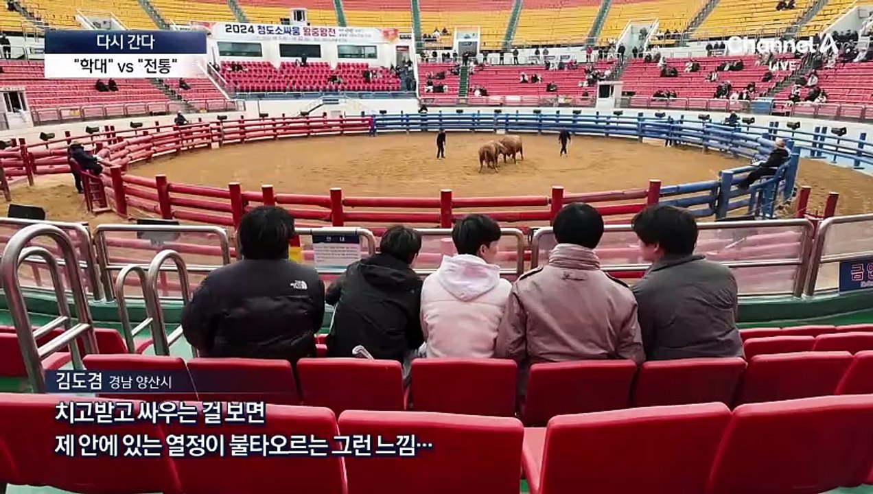 [다시 간다]“동물학대” vs “전통 보전”…청도 소싸움 논란