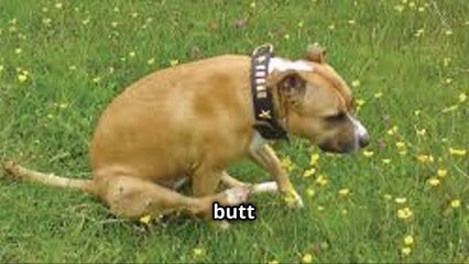 Why Does My Dog Scoot Its Butt on the Floor ? Must Watch !